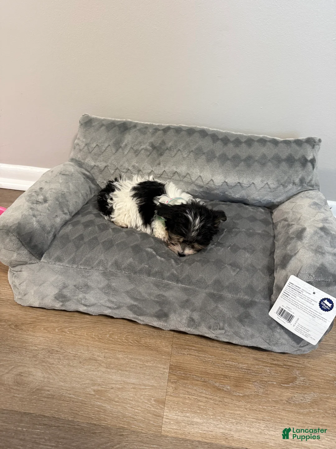 Morkie dogs for sale: Morkie Puppy 1 - Ad 2