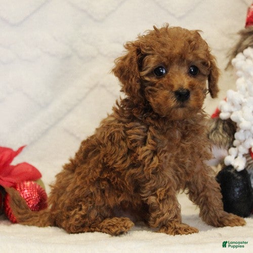 Toy Poodle dogs Flurry - Ad 16