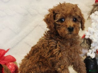 Toy Poodle dogs Flurry - Ad 22