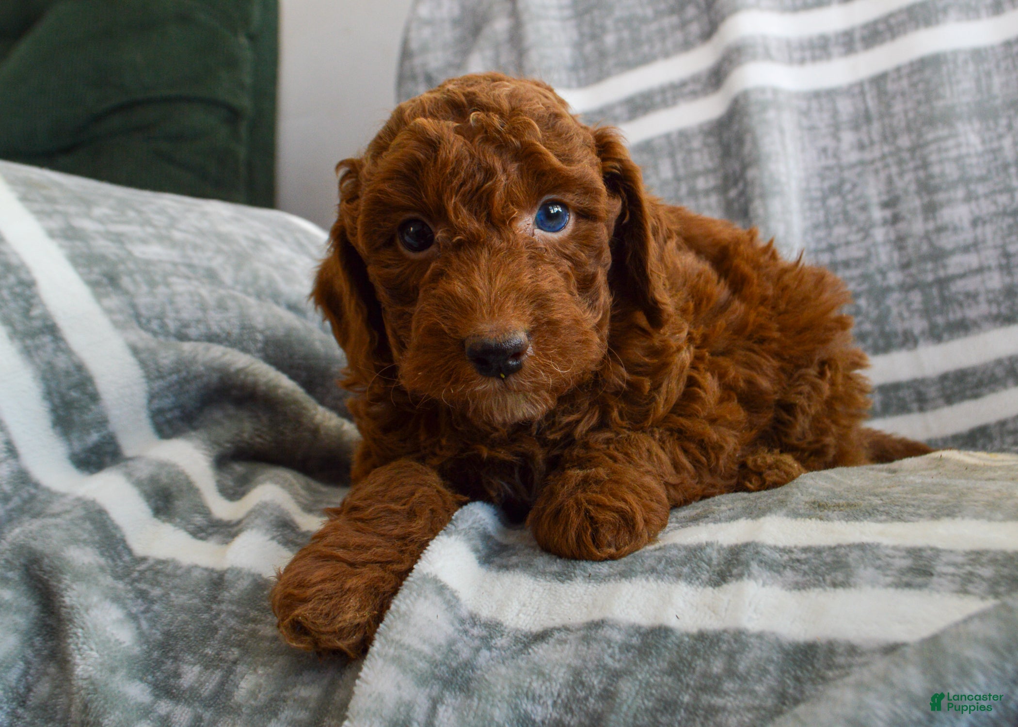 Miniature Poodle dogs Meredith - Ad 2