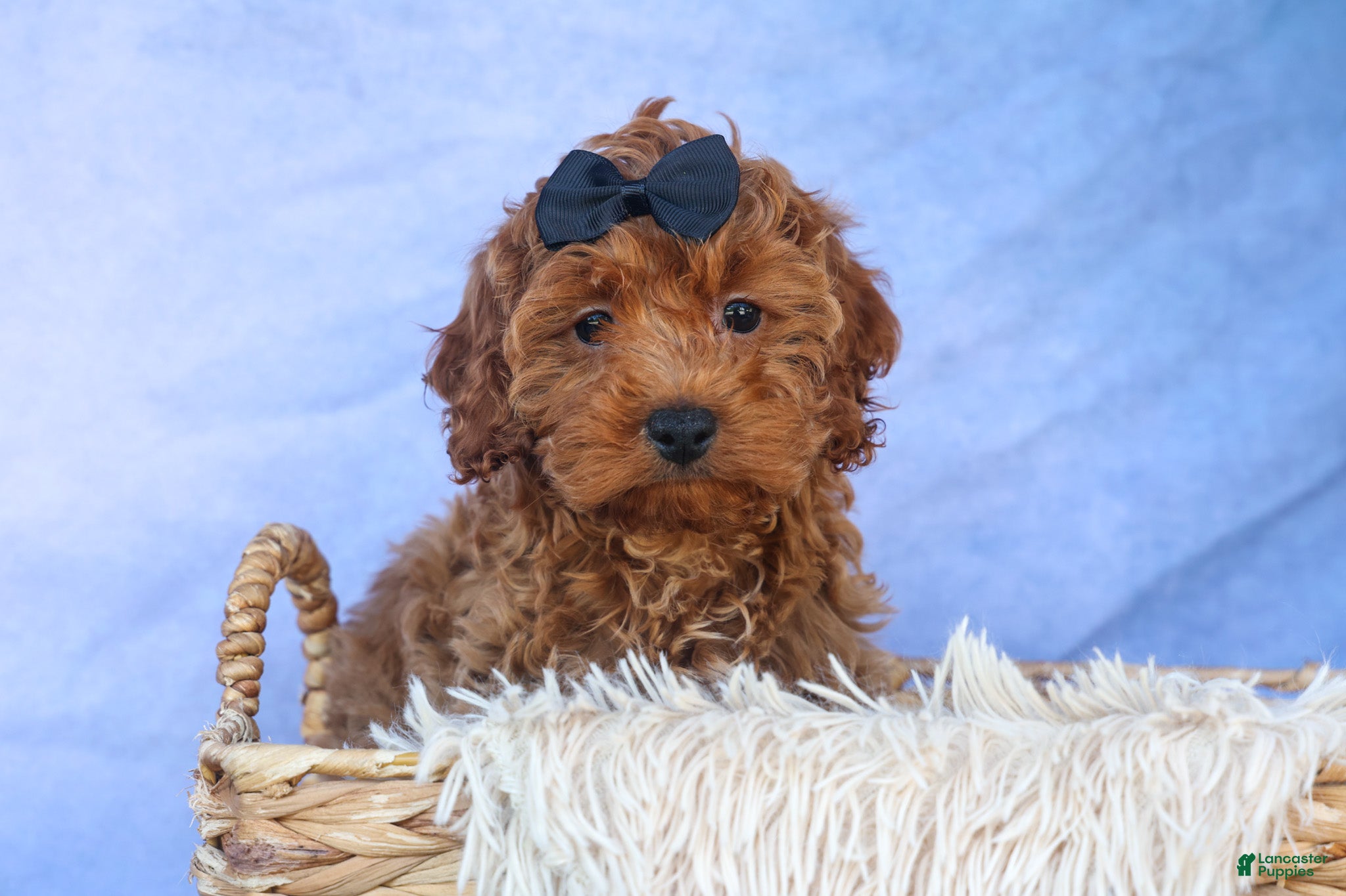 Cavapoo dogs for sale: ROMEO - Ad 17