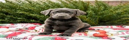 Labrador Retriever dogs for sale: Morris - Ad 3
