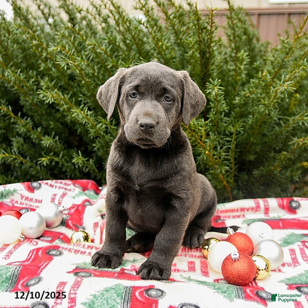 Labrador Retriever dogs for sale: Morris - Ad 3