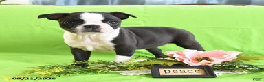 Dillon