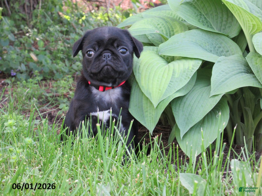Pug dogs for sale: Roxie - Ad 1