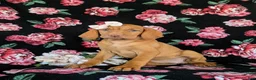 Vizsla dogs for sale: Alli - Ad 4