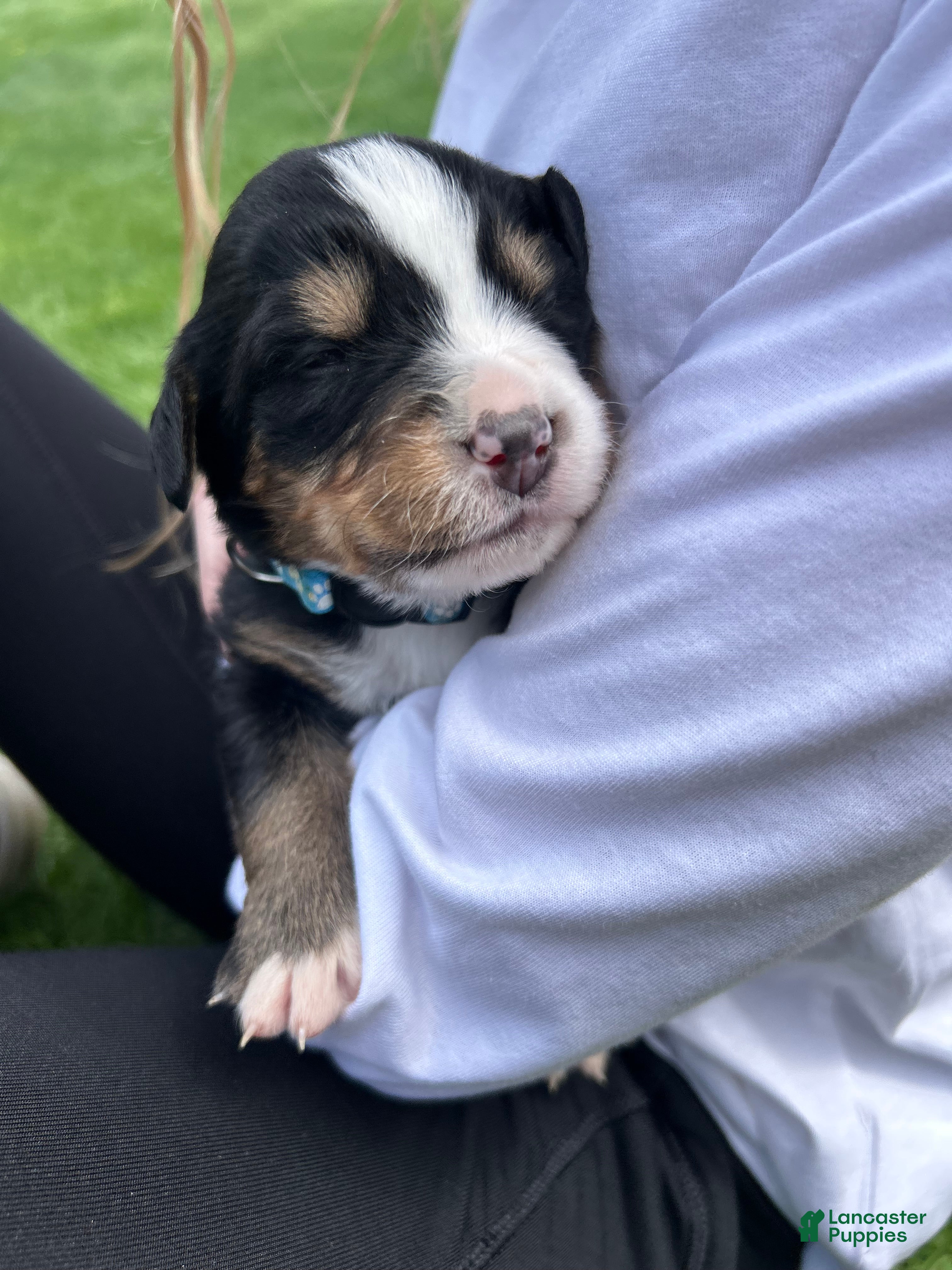 Bernese Mountain Dog dogs for sale: Bernese Mountain Dog Puppy 12 - Ad 1