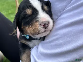 Bernese Mountain Dog dogs Bernese Mountain Dog Puppy 12 - Ad 23