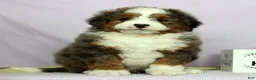 Mini Bernedoodle dogs for sale: Luke - Ad 3