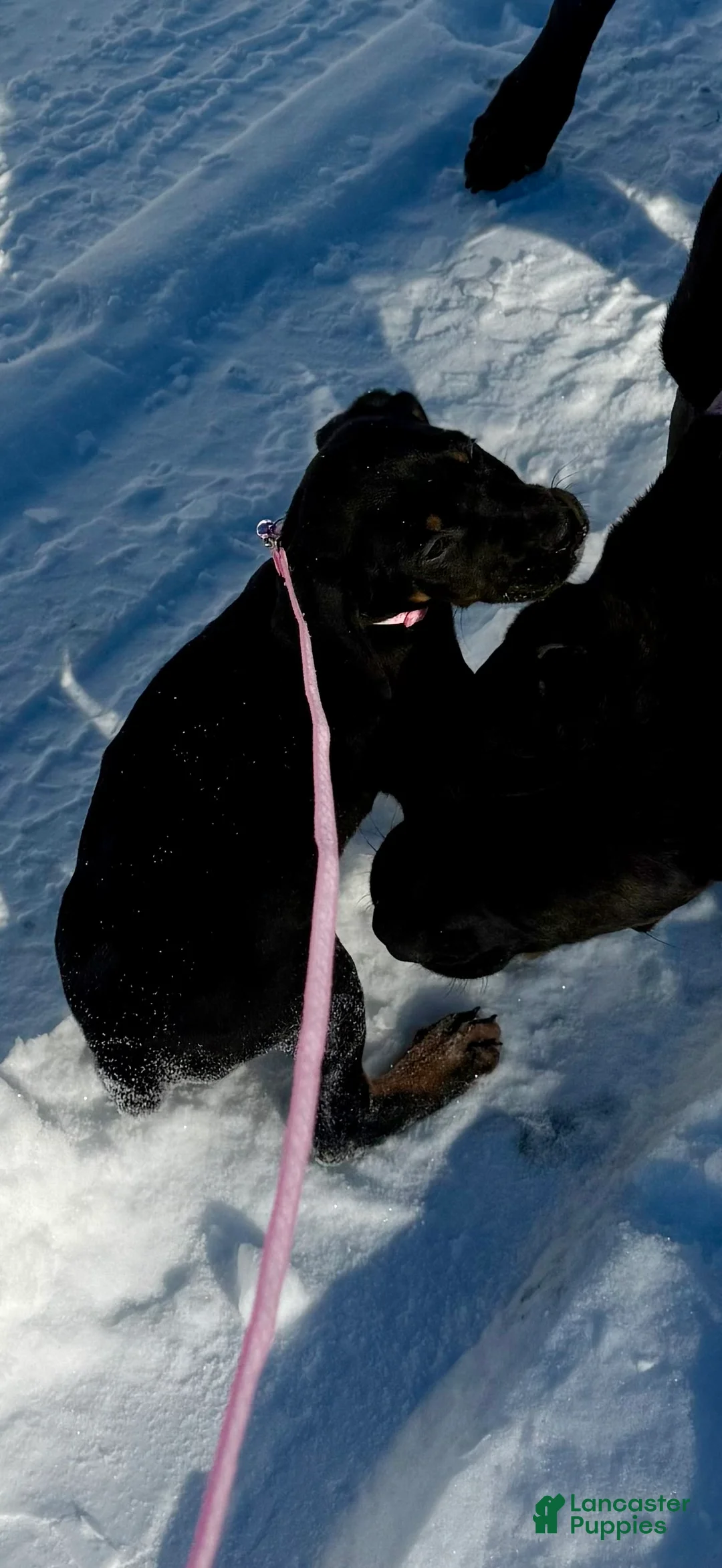 Mixed Breed dogs for sale: Pink - Ad 5