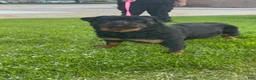 Rottweiler dogs for sale: Rottweiler Puppy 3 - Ad 3