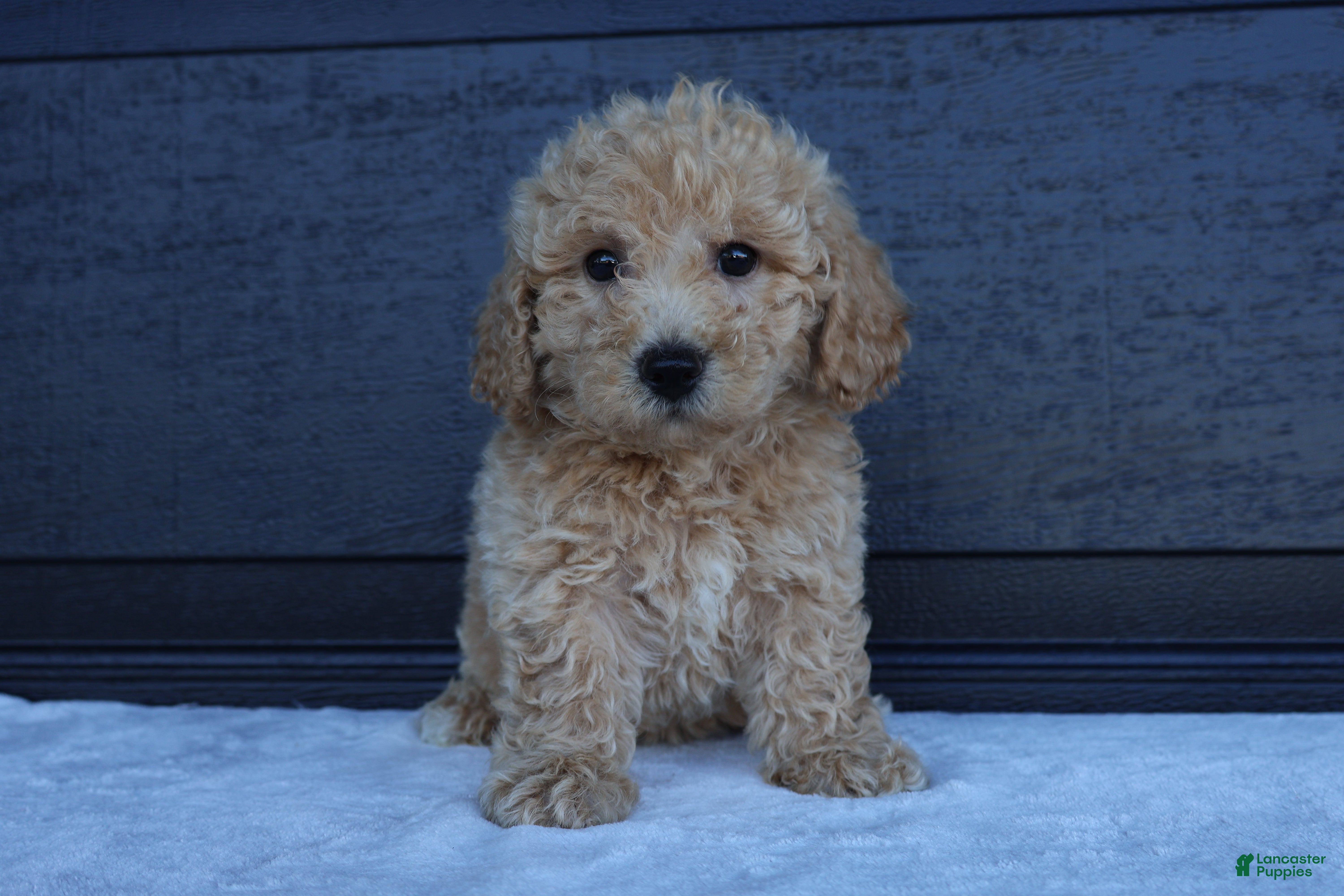 Bichpoo dogs Skye - Ad 1