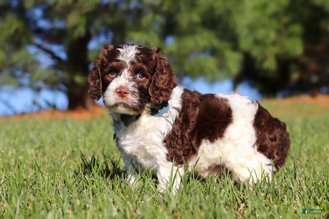 Cockapoo dogs for sale: Max - Ad 2