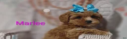 Shihpoo dogs for sale: Shihpoo Puppy 7 Marlee - Ad 9