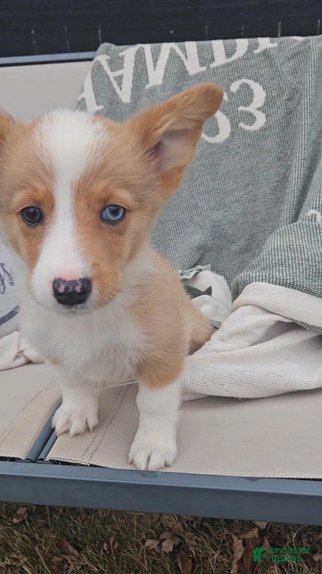 Mixed Breed dogs Audrey  - Ad 17