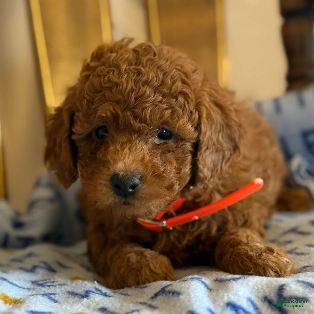 Cavapoo dogs for sale: Curly Carrie - Ad 4
