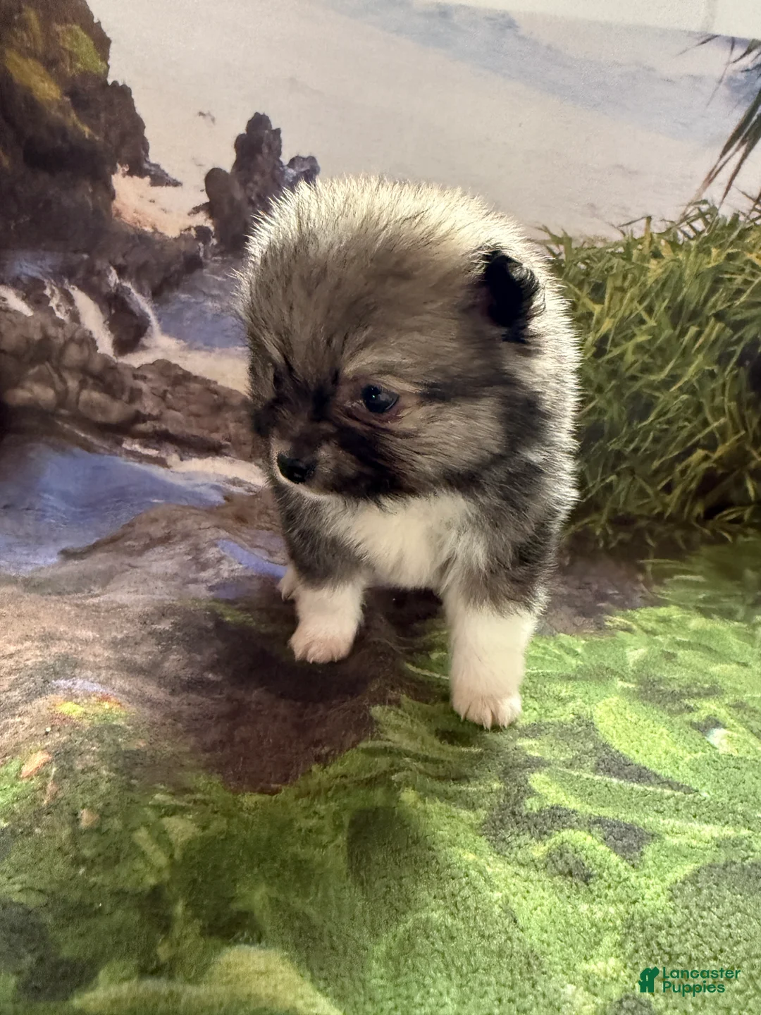 Pomeranian dogs for sale: Lynn - Ad 21