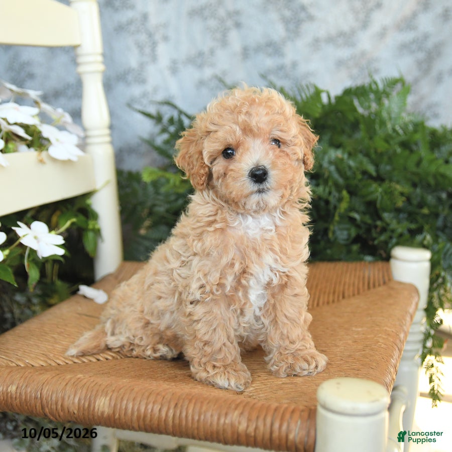 Maltipoo dogs Huckleberry - Ad 2