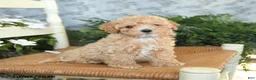 Maltipoo dogs for sale: Huckleberry - Ad 2