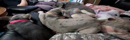 Great Dane dogs for sale: Great Dane Puppy 1 - Ad 2