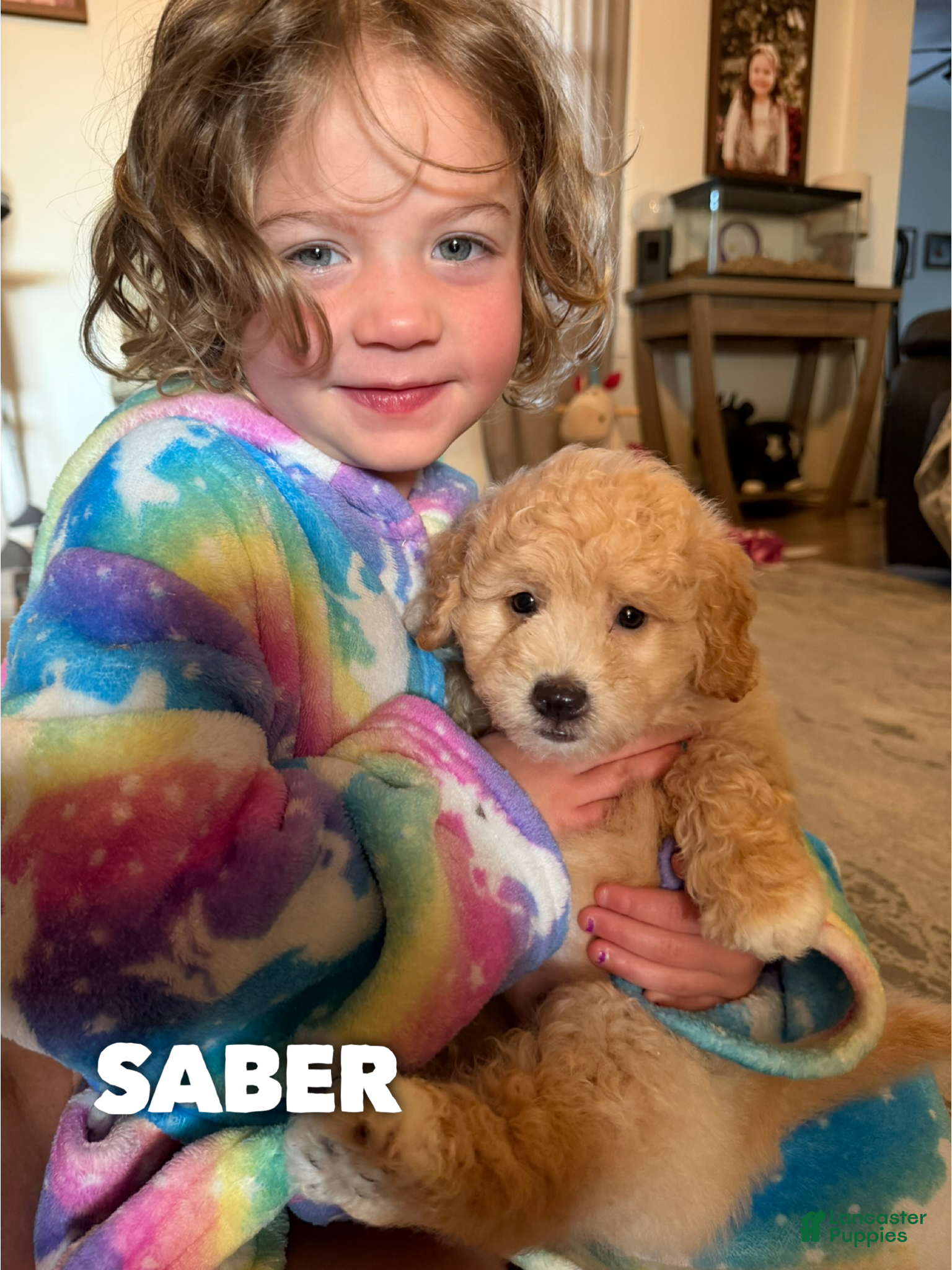 Mini Aussiedoodle dogs Saber - Micro Mini F1b - Ad 34