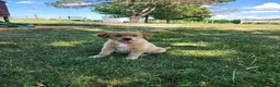 Mixed Breed dogs for sale: Nova - Ad 7