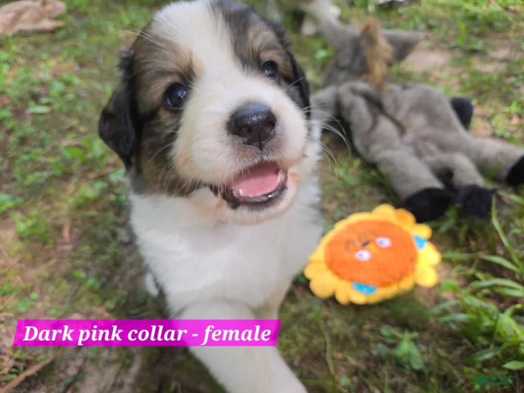 Mixed Breed dogs for sale: Dark pink collar - Ad 1