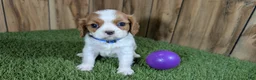 Cavalier King Charles Spaniel dogs for sale: Carmella's Girl 2 - Ad 1