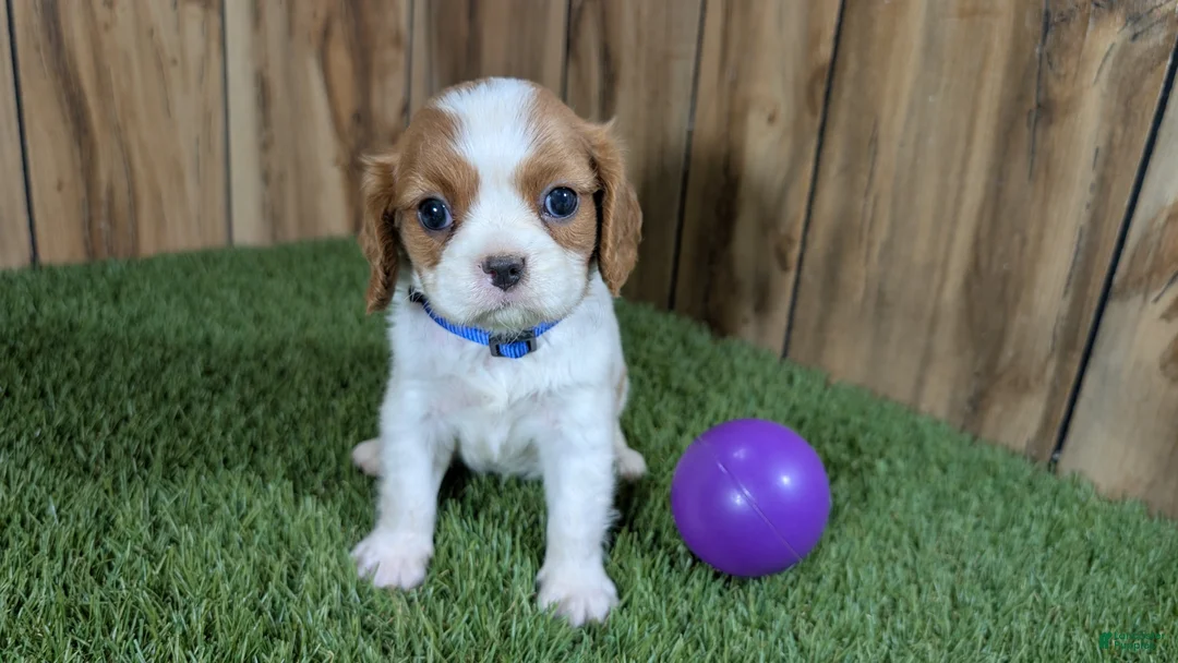 Cavalier King Charles Spaniel dogs for sale: Carmella's Girl 2 - Ad 1