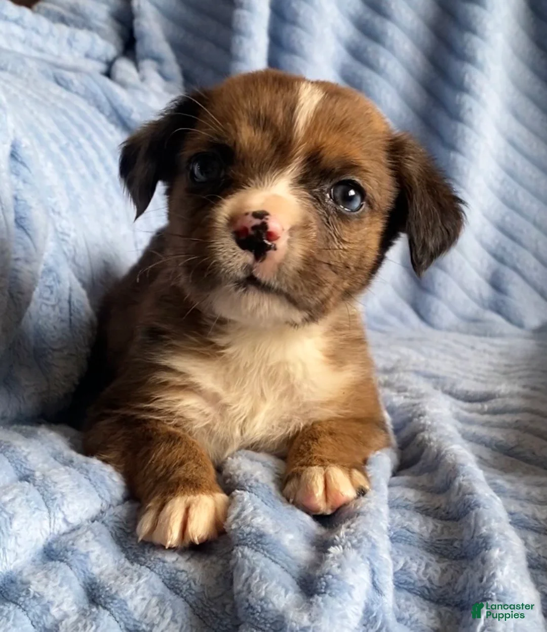 Mixed Breed dogs for sale: Lani - Ad 5