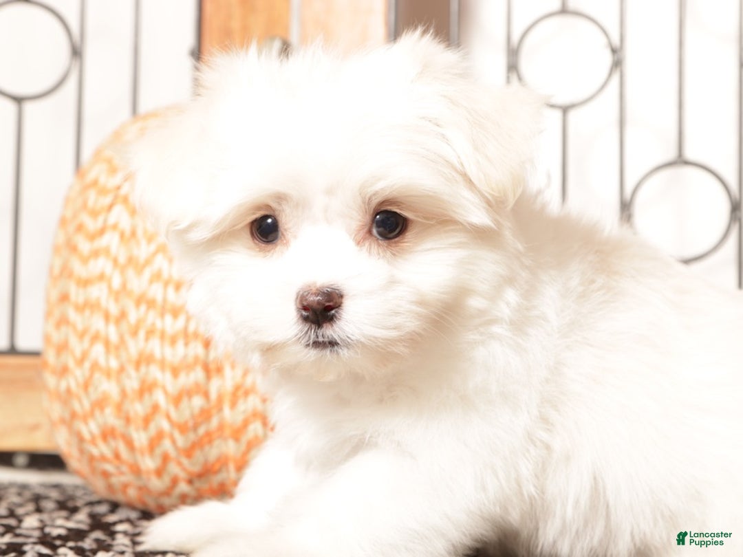 Havanese dogs for sale: Kelly Female Havanese Puppy  - Ad 4