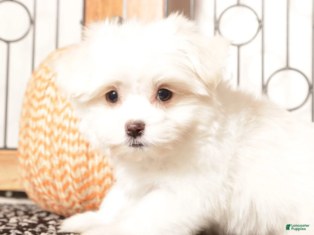 Havanese dogs for sale: Kelly Female Havanese Puppy  - Ad 4