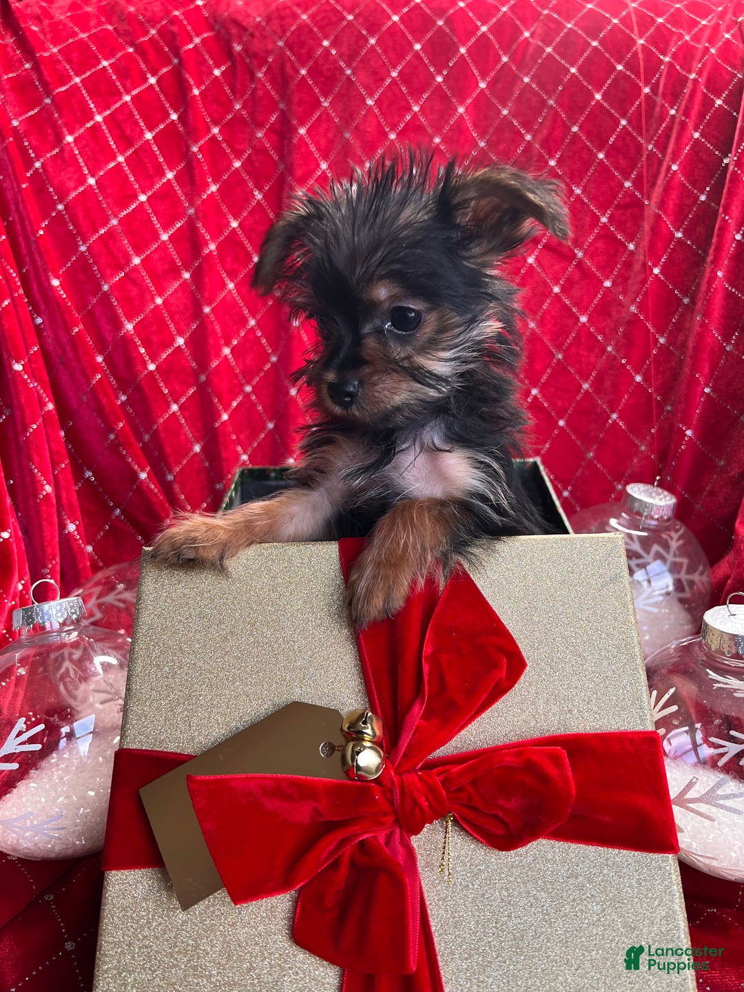 Yorkiepoo dogs for sale: Teacup Yorkie/YorkiePinPuppy 2 - Ad 1