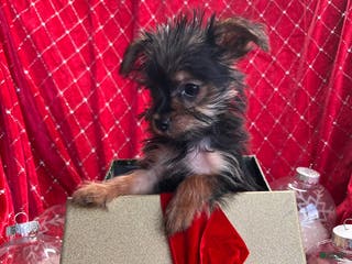 Yorkiepoo dogs Teacup Yorkie/YorkiePinPuppy 2 - Ad 32