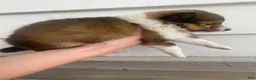 Shetland Sheepdog dogs for sale: Sylvana - Ad 9