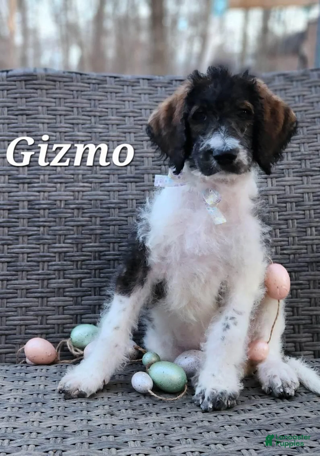 Labradoodle dogs for sale: Gizmo - Ad 1