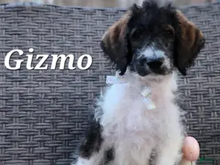 Labradoodle dogs Gizmo - Ad 41