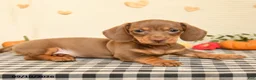 Miniature Dachshund dogs for sale: Milton - Ad 3