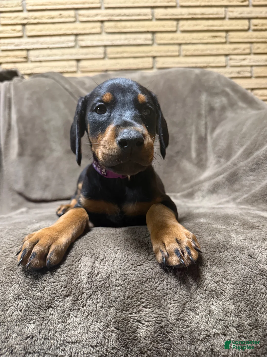 Doberman Pinscher dogs for sale: Lyra - Ad 2