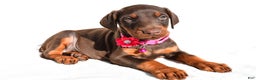Doberman Pinscher dogs for sale: Lacey - Ad 1