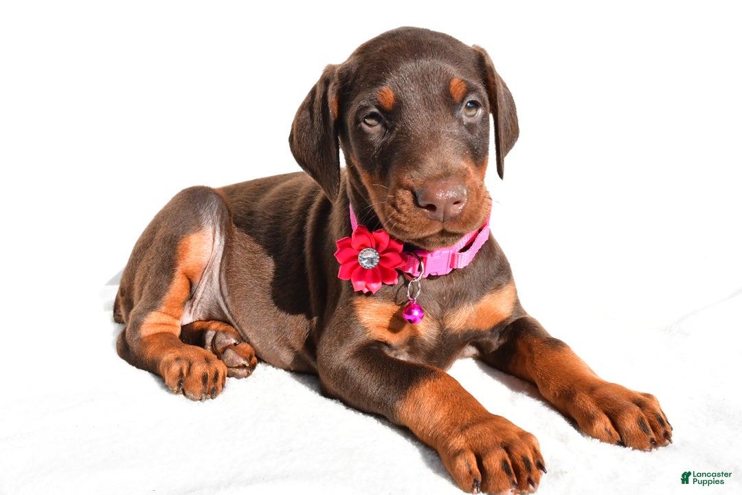 Doberman Pinscher dogs for sale: Lacey - Ad 1