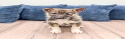 Gerberian Shepsky dogs for sale: Morgan - Ad 2
