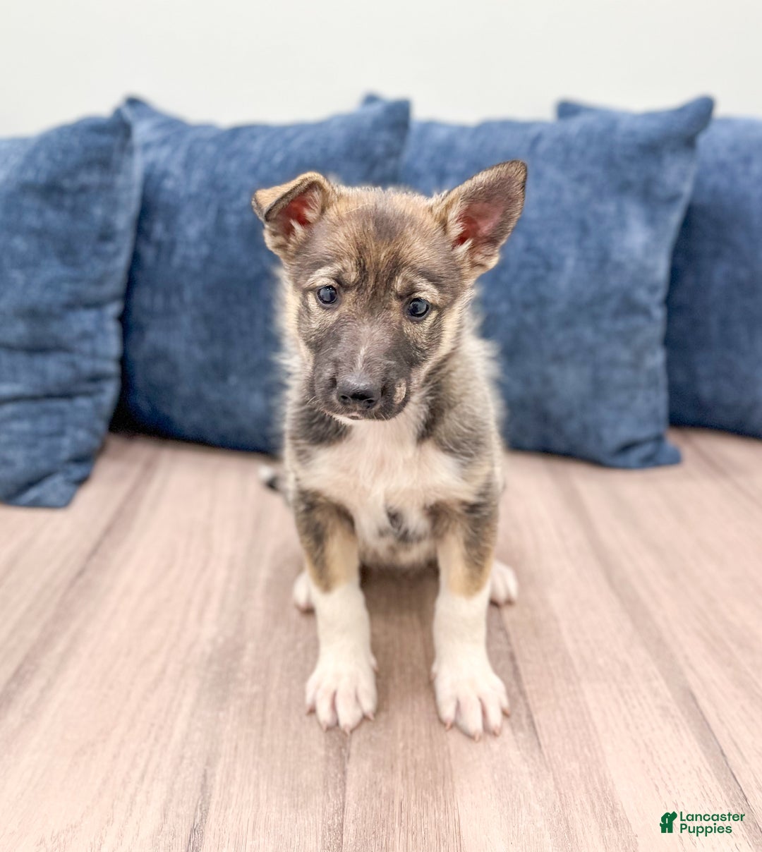 Gerberian Shepsky dogs for sale: Morgan - Ad 2