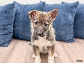 Gerberian Shepsky dogs - Ad 7