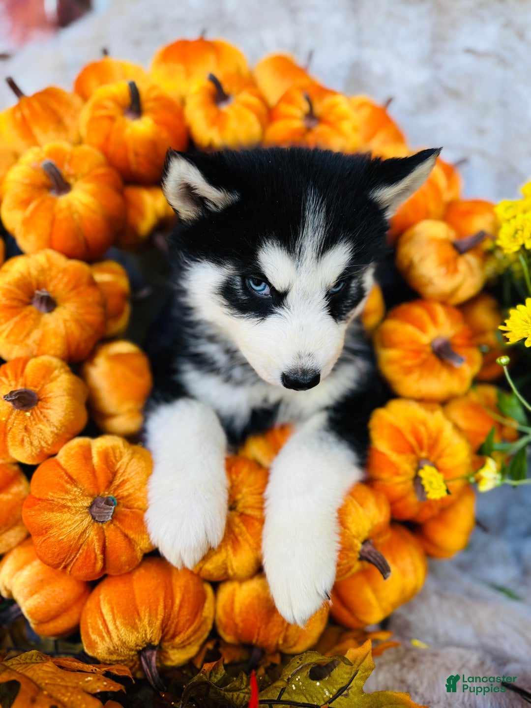 Siberian Husky dogs for sale: Siberian Husky Puppy 1 - Ad 3