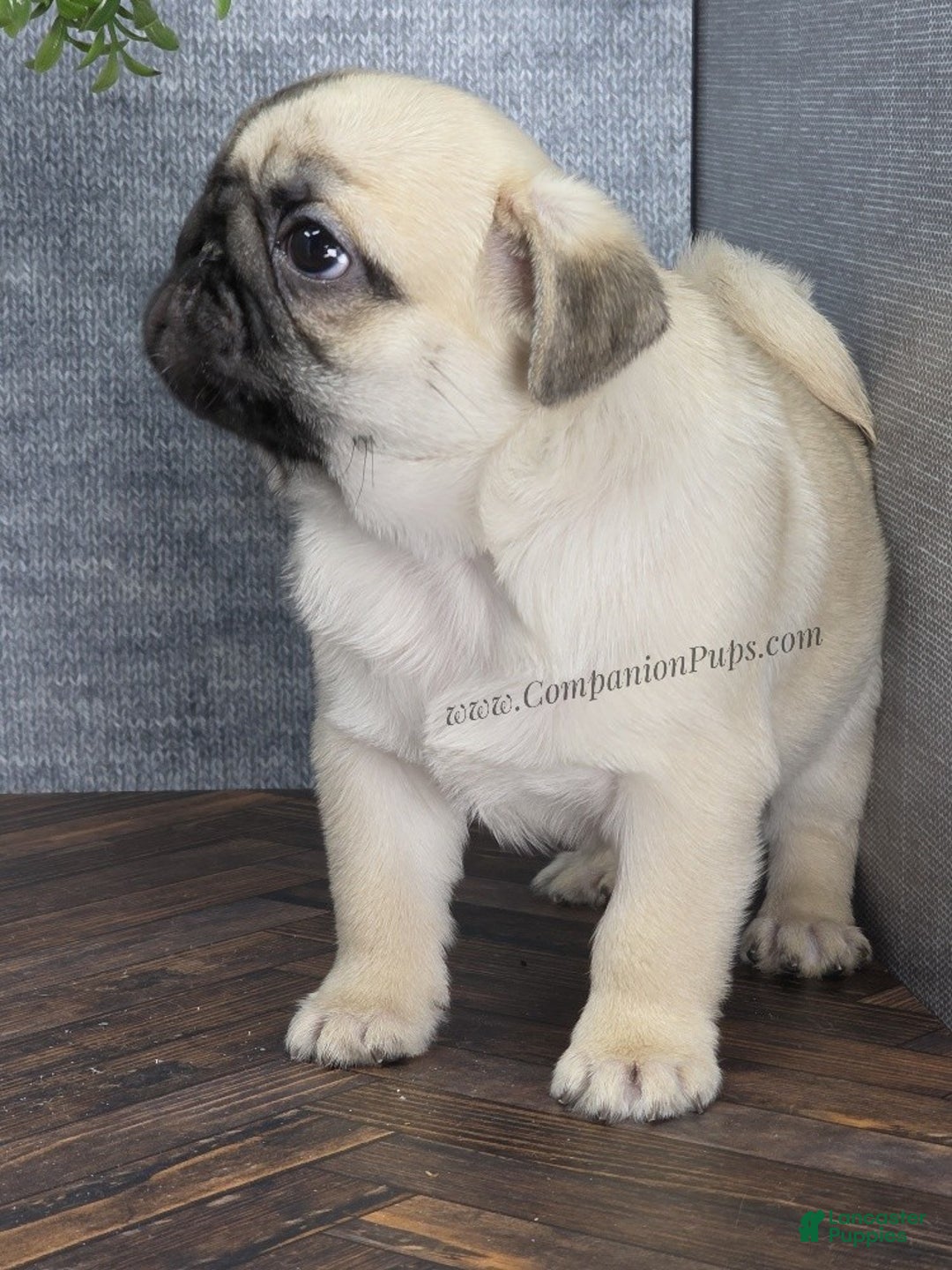 Pug dogs for sale: Excellent Christmas Present! - Silver Fawn Boy - Ad 21