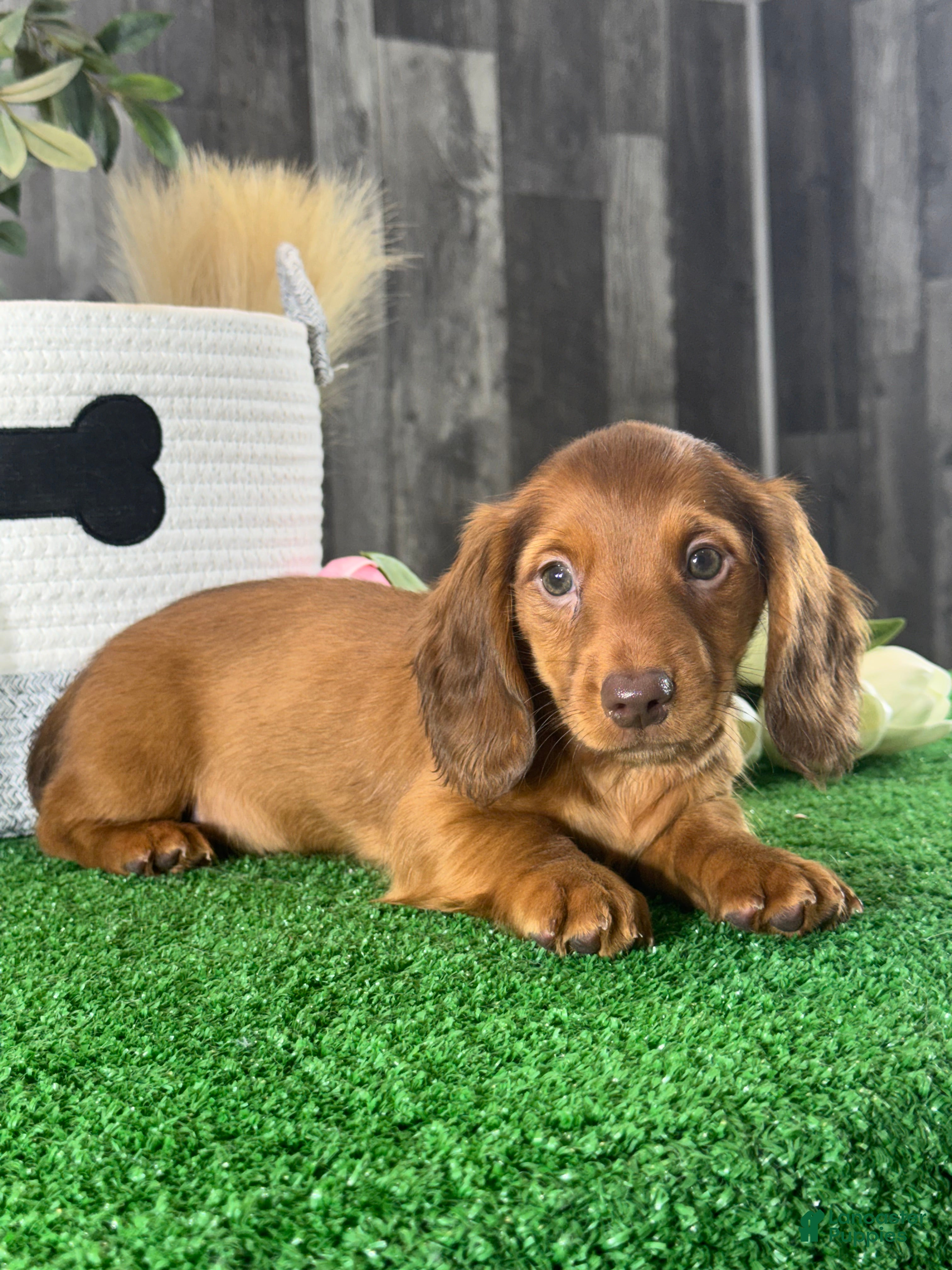 Dachshund dogs Denver - Ad 22