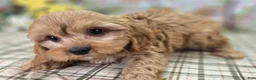 Cavapoo dogs for sale: Slate - Ad 5