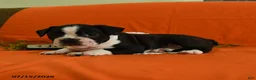Boston Terrier dogs for sale: Vixon - Ad 2