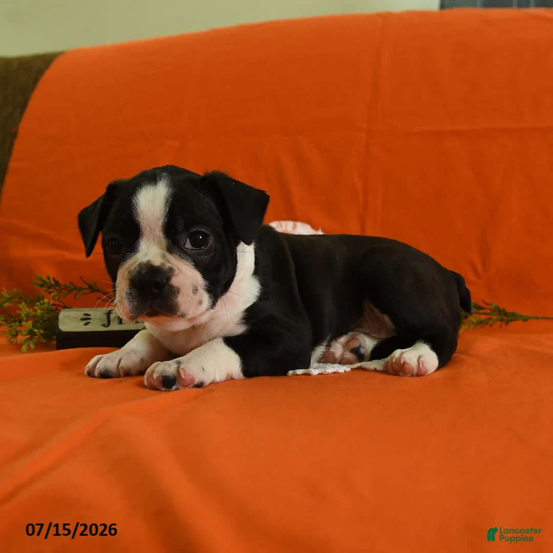 Boston Terrier dogs for sale: Vixon - Ad 2